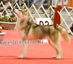 Photo of Vega Star’s Quee Cee