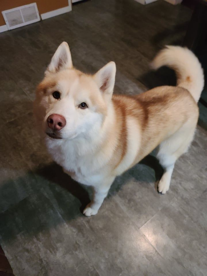 Photo of Sky spirit siberians echos back