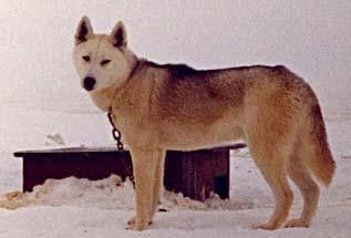 Photo of Nutok Of Markovo