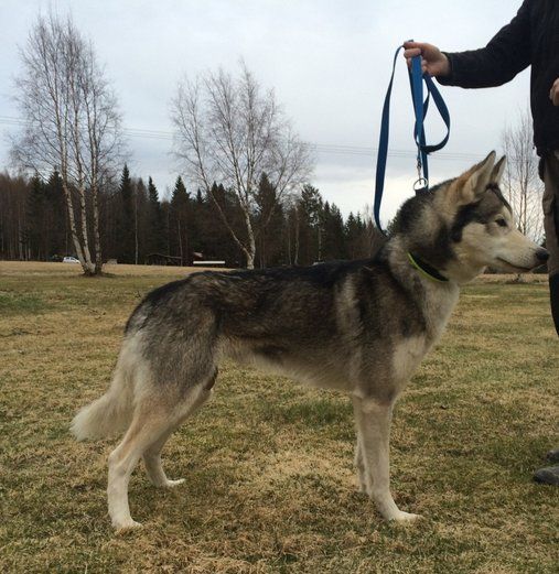Photo of Snowdigger’s Yarak
