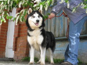Photo of Kassiopeya Zvyozdnaya Skazka