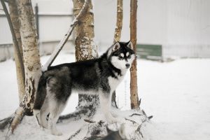 Photo of Olgivan Show Padfoot
