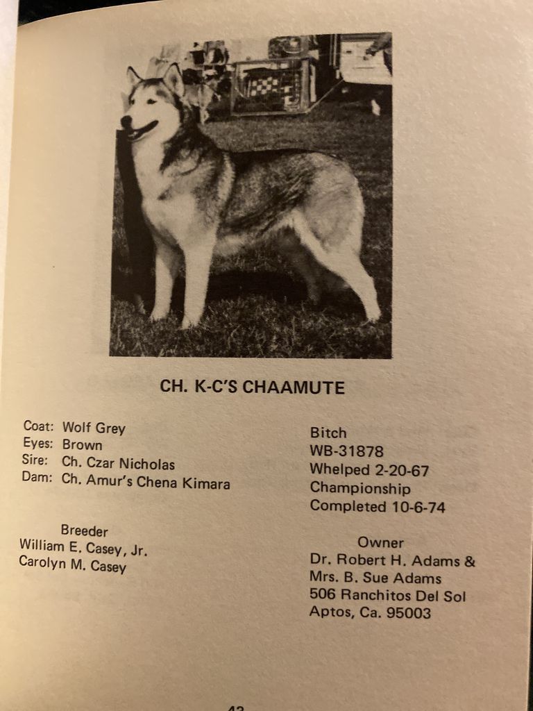 Photo of K-C’s Chaamute