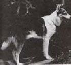 Photo of Igloo Pak’s Clyde