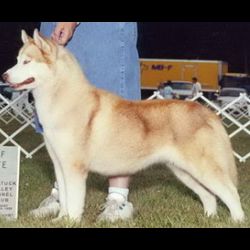 Photo of Canaan ’N Teeco’s Tangereen