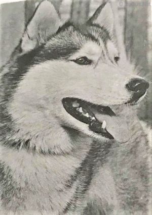 Photo of Kolyma’s Umiak