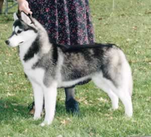 Photo of Karnovanda Ashka Princess Kida