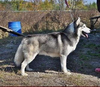 Photo of Kortar’s Kosmic Karma