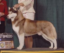 Photo of Karnovanda’s Rupert Bear II