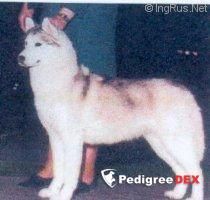 Photo of Nootka’s Nikita of Isbok