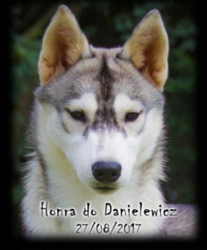 Photo of Honra do Danielewicz