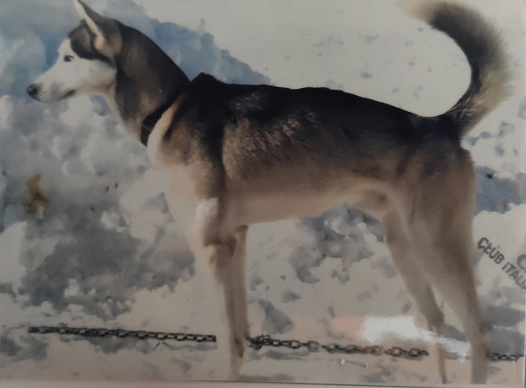 Photo of Alka-shan's Kaschmir