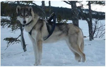 Photo of Snowdigger’s Naala