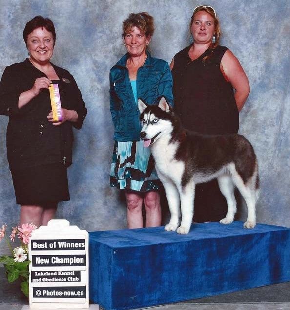 Photo of Wolfwalker Winter Dream