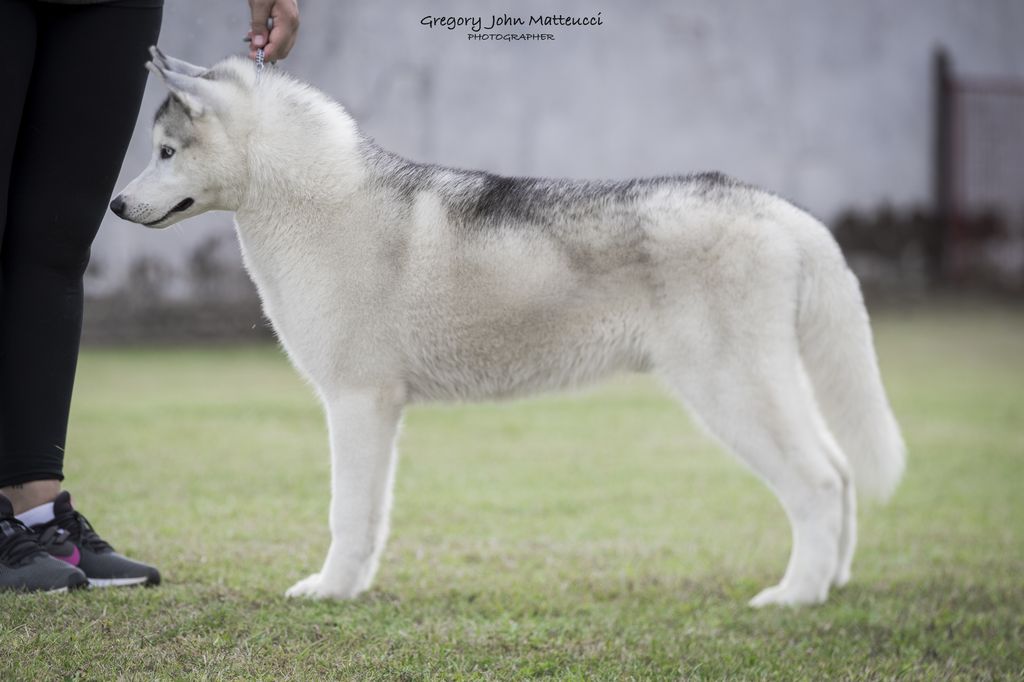 Photo of Active Paws Final Countdown