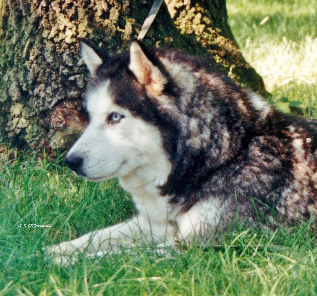 Photo of Talocon Taneha’s Tasheena