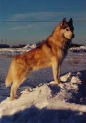 Photo of Arcticsun’s Notorious