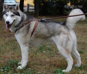 Photo of Silvery Wolf Fortunatus