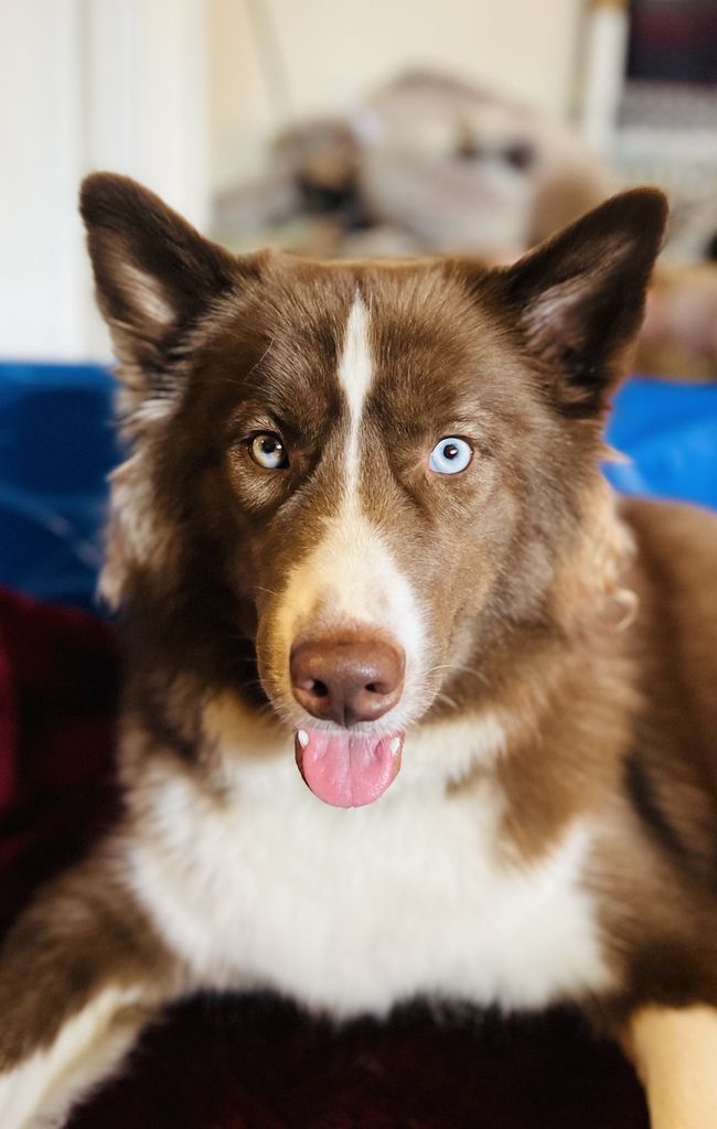 Photo of Cocoa