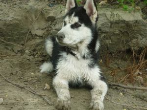Photo of Husky Haven Sheriff