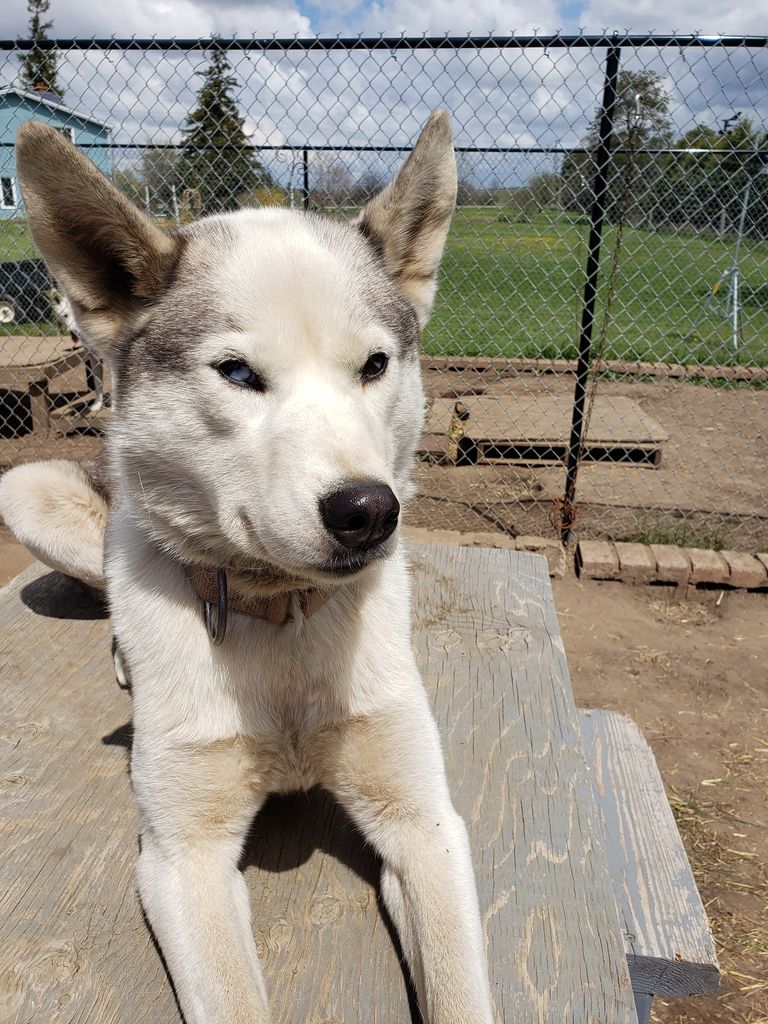 Photo of Broken Trail’s Annie of Rajenn
