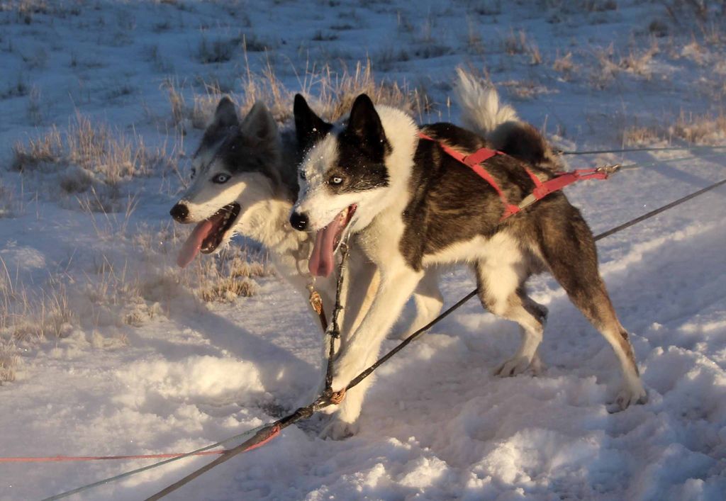 Photo of Deer Creek’s Jonny Ringo