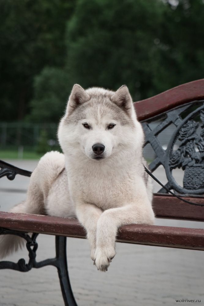 Photo of Nord Heart Ballada Wolf's Rain