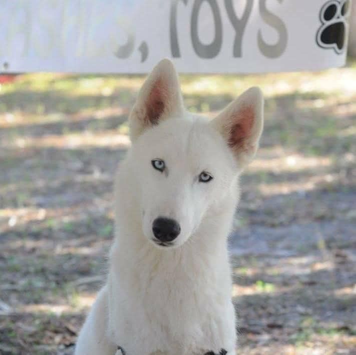 Photo of Brown’s Krimson Ghost