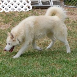 Photo of Bubba’s Chance Of Kodi’s Legacy