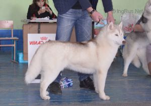 Photo of OlgiVan Show Kamila Brings Victory