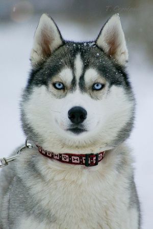 Photo of Snow Galaxy Hope You Mine