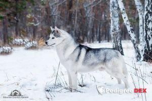 Photo of Innisfrees’s Ciukci Heartbreaker