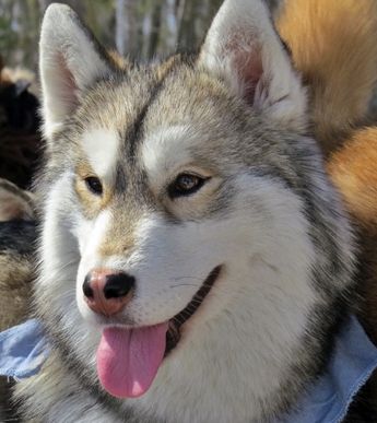 Photo of Kortar’s Kashflow