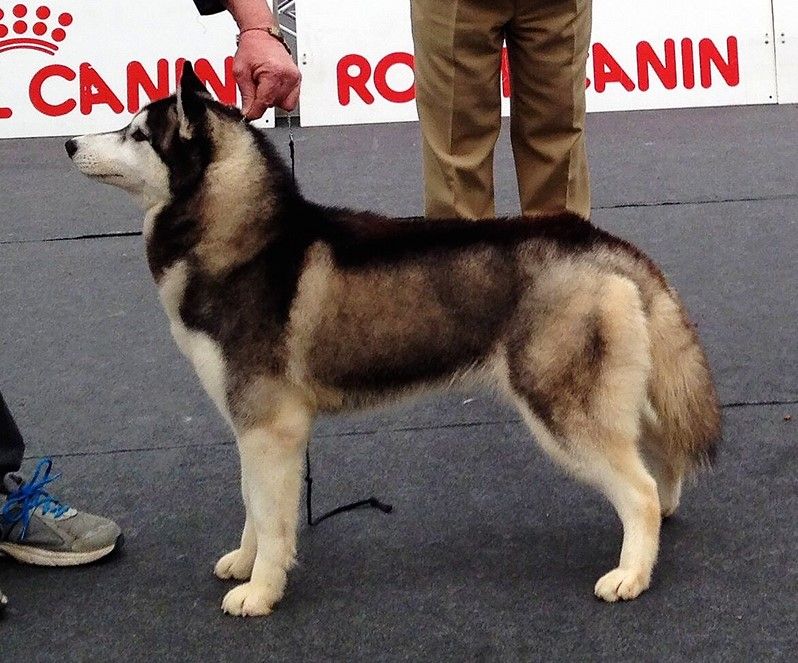 Photo of Halizen’s Hypnotic Poison At Contea Normanna