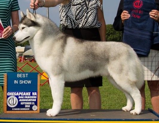 Photo of Sharin Nick of Dynasty RC kennels