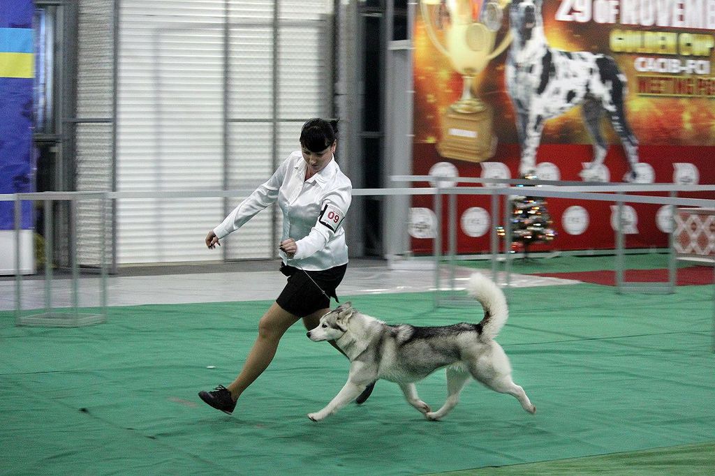 Photo of Grand Prix Mylady Fox
