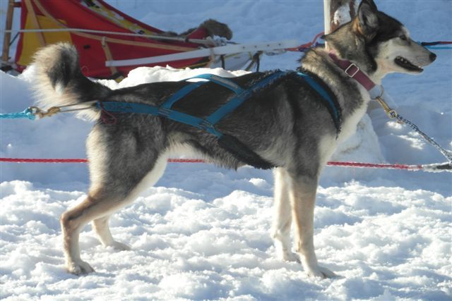 Photo of Nordic Sled Dog’s A Nor Hell