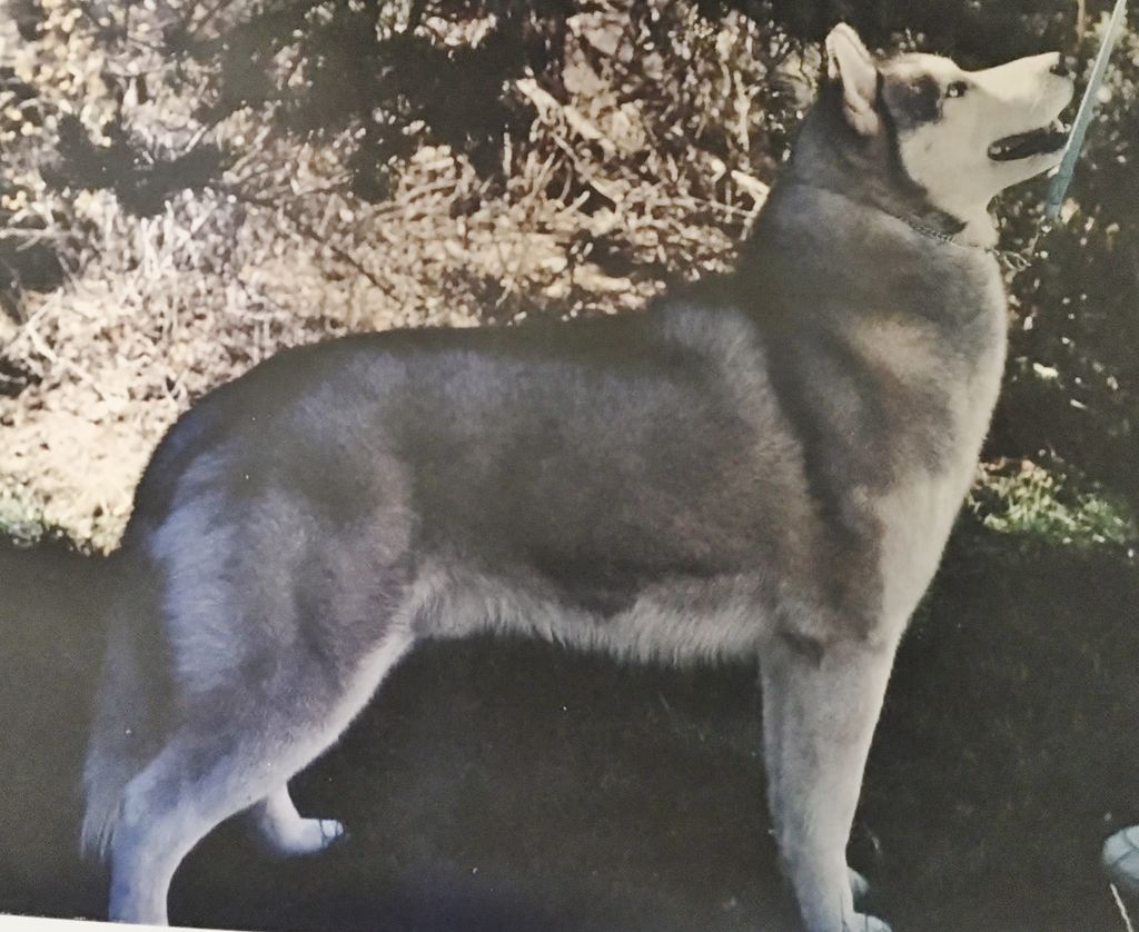 Photo of Shokee’s Silver Chase ’N Of TMS
