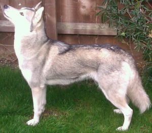 Photo of Taima Astro