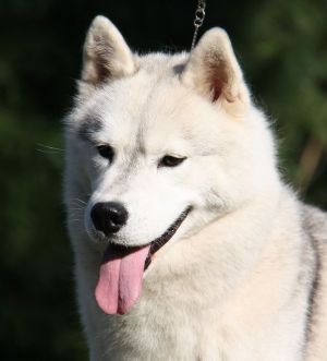 Photo of Husky Haven Miss Galaxy