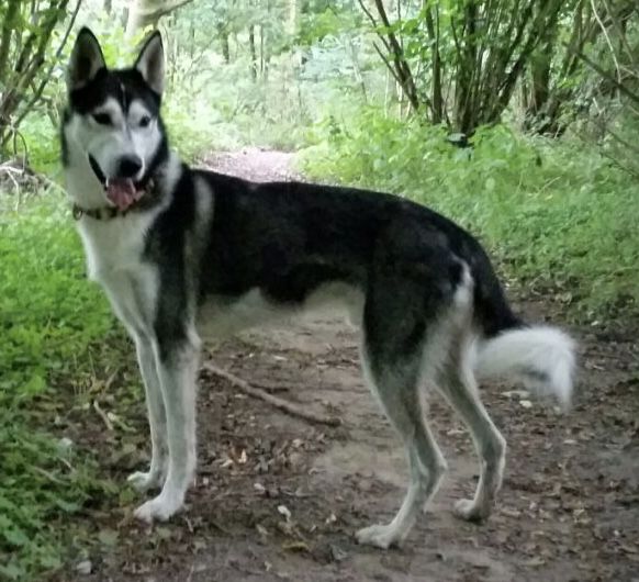 Photo of Franky ab Canis Polaris