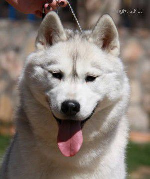 Photo of Husky Haven Let Be In Santa Monika