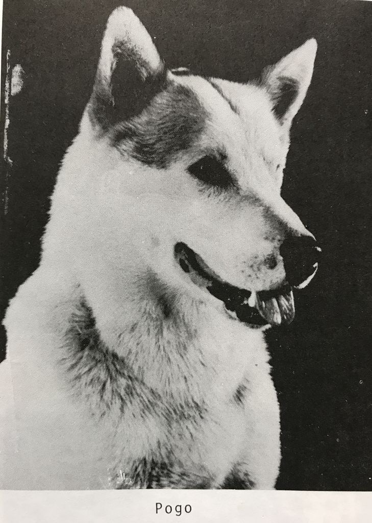 Photo of Pogo (Norway &59/2424)