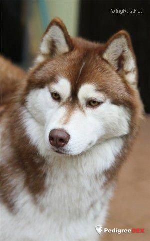 Photo of Husky Haven Barbaris Candy