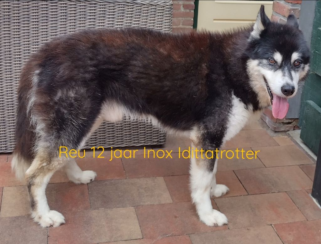 Photo of Iditatrotter Inox