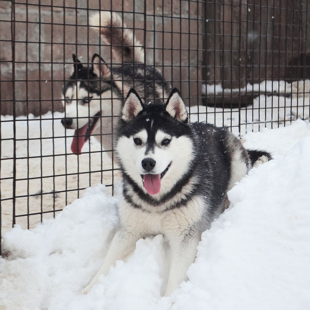 Photo of Beautyful Snow Flock Bogdana