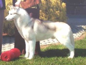 Photo of Yukonwind’s Shaman Of Snoebear