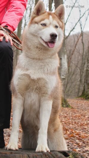 Photo of O'ross Bogema Asti