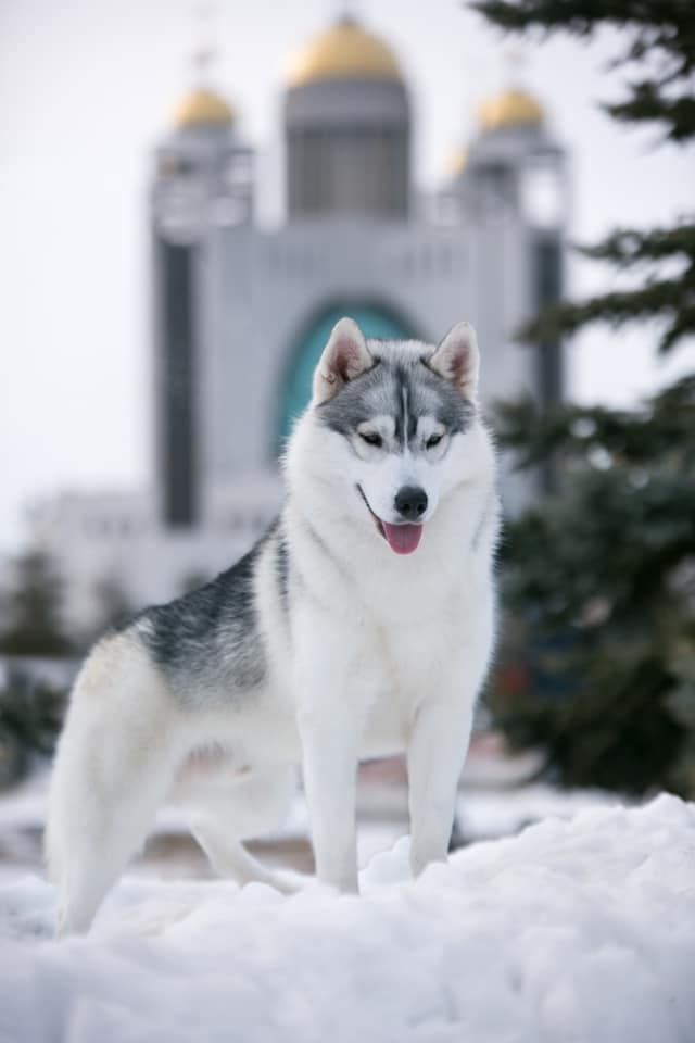 Photo of Fantomas Pride Of Siberia