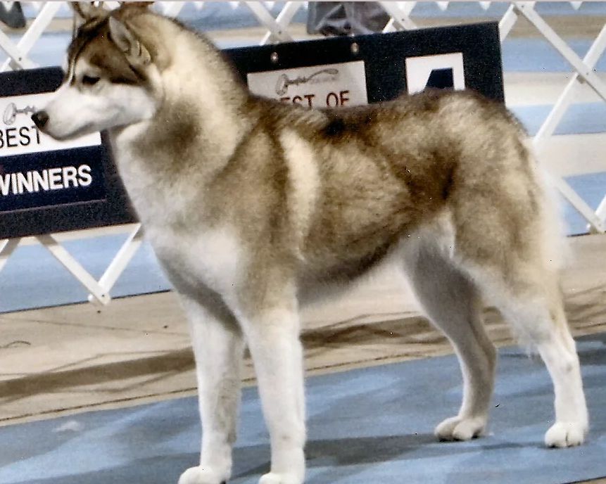 Photo of Highlander’s Apache Cha’Tima